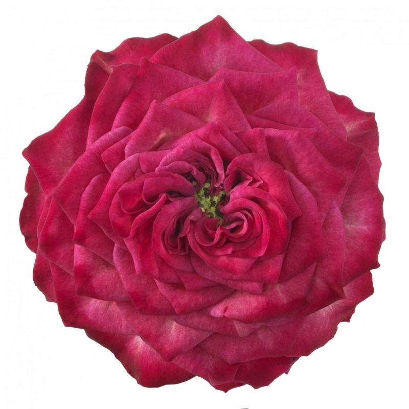 Картинка Роза Шеффилд парк