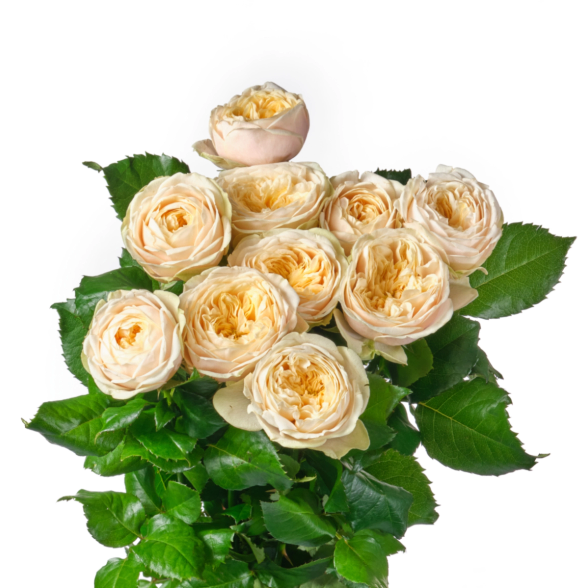 Картинка Роза Дарлингтон