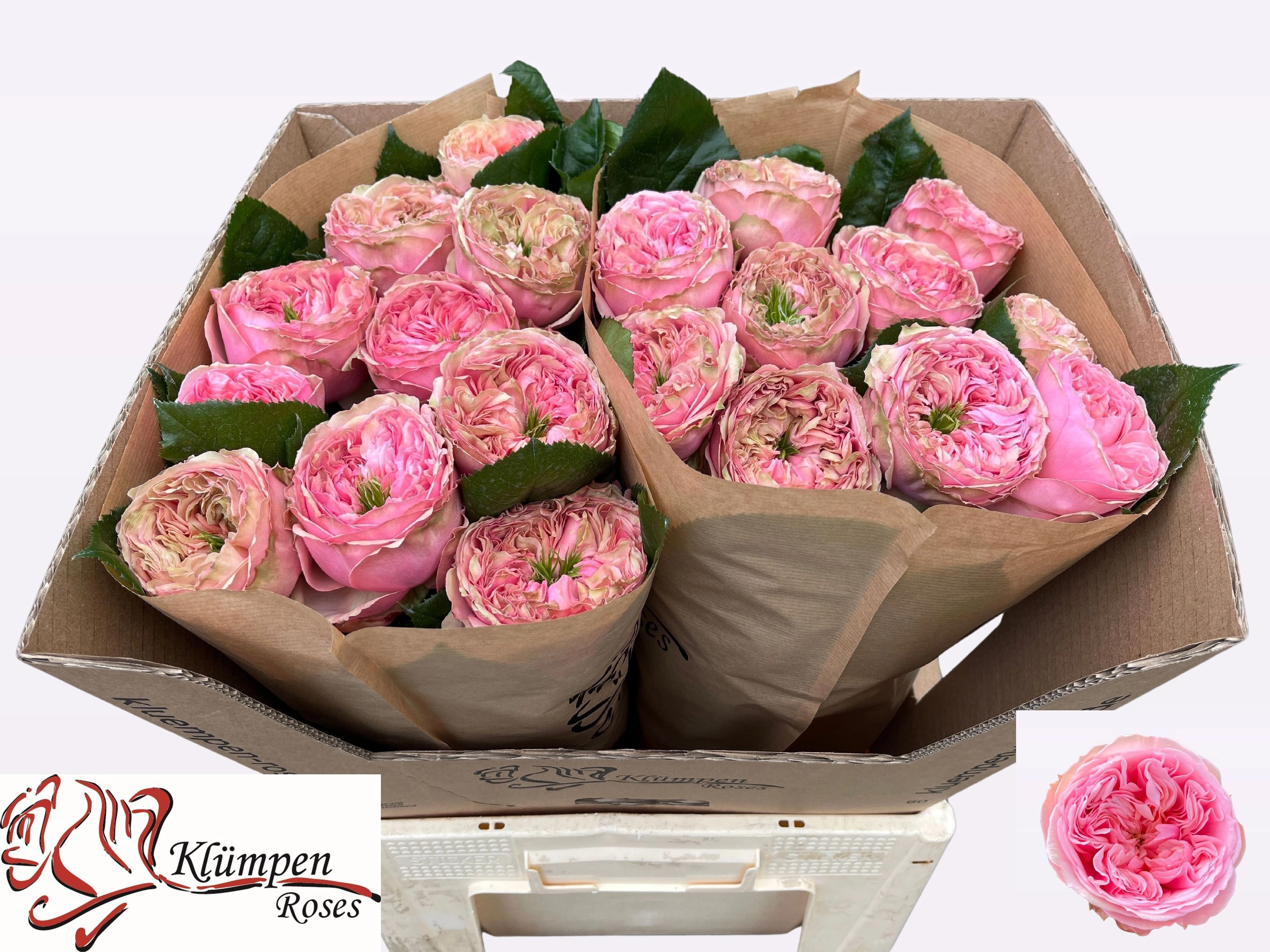 Картинка Роза Прайд оф Джейн