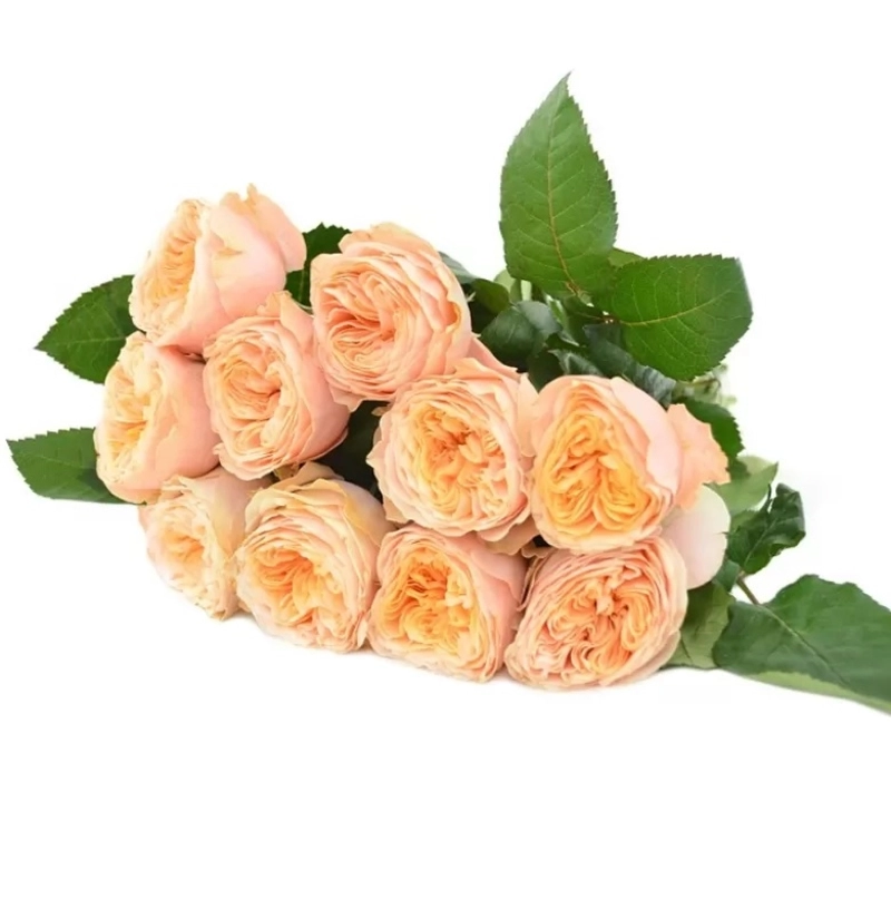 Картинка Роза Викториан Пич