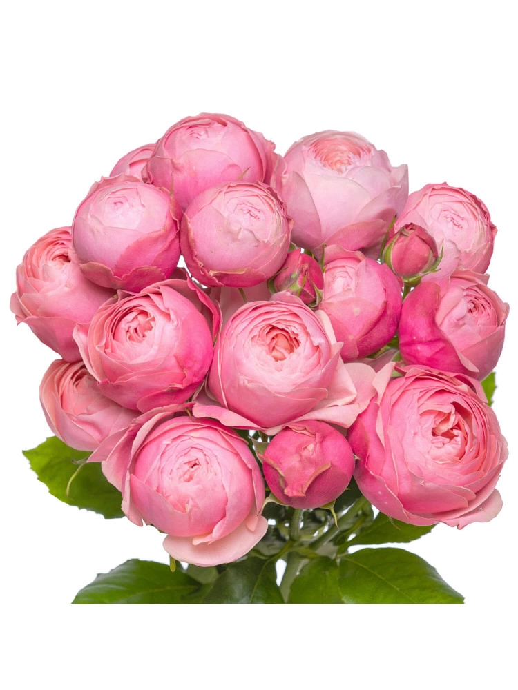 Картинка Роза кустовая Сильва Пинк Кения