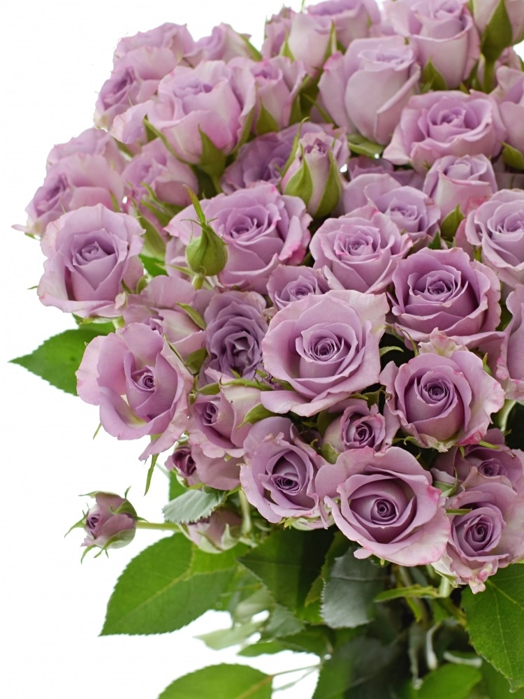 Картинка Роза кустовая Океан Микадо Кения