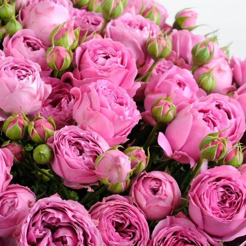 Картинка Роза кустовая Мисти Баблс