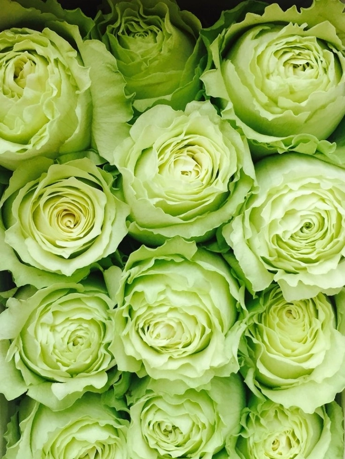 Картинка Роза Лимонад