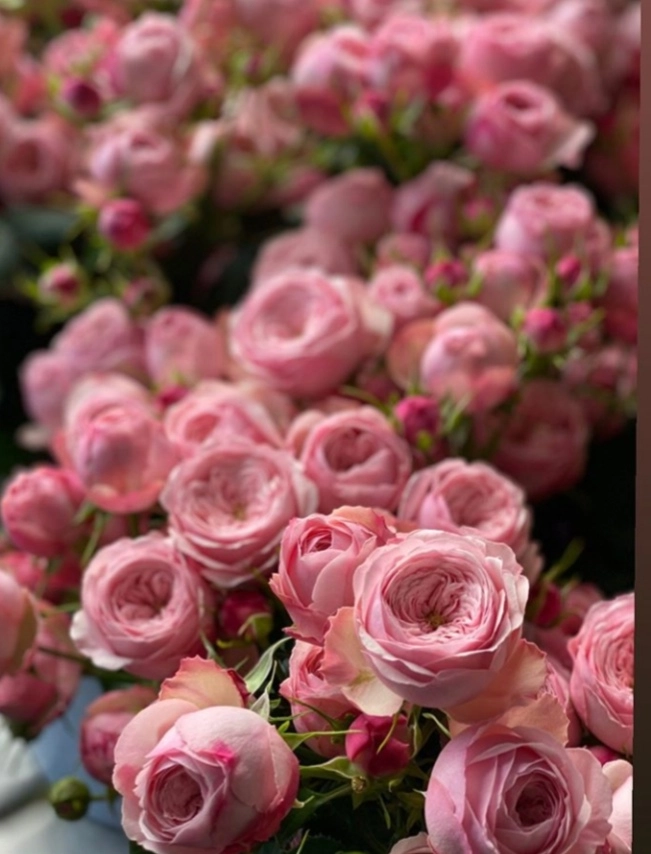 Картинка Роза кустовая Мэнсфилд парк пинк Кения