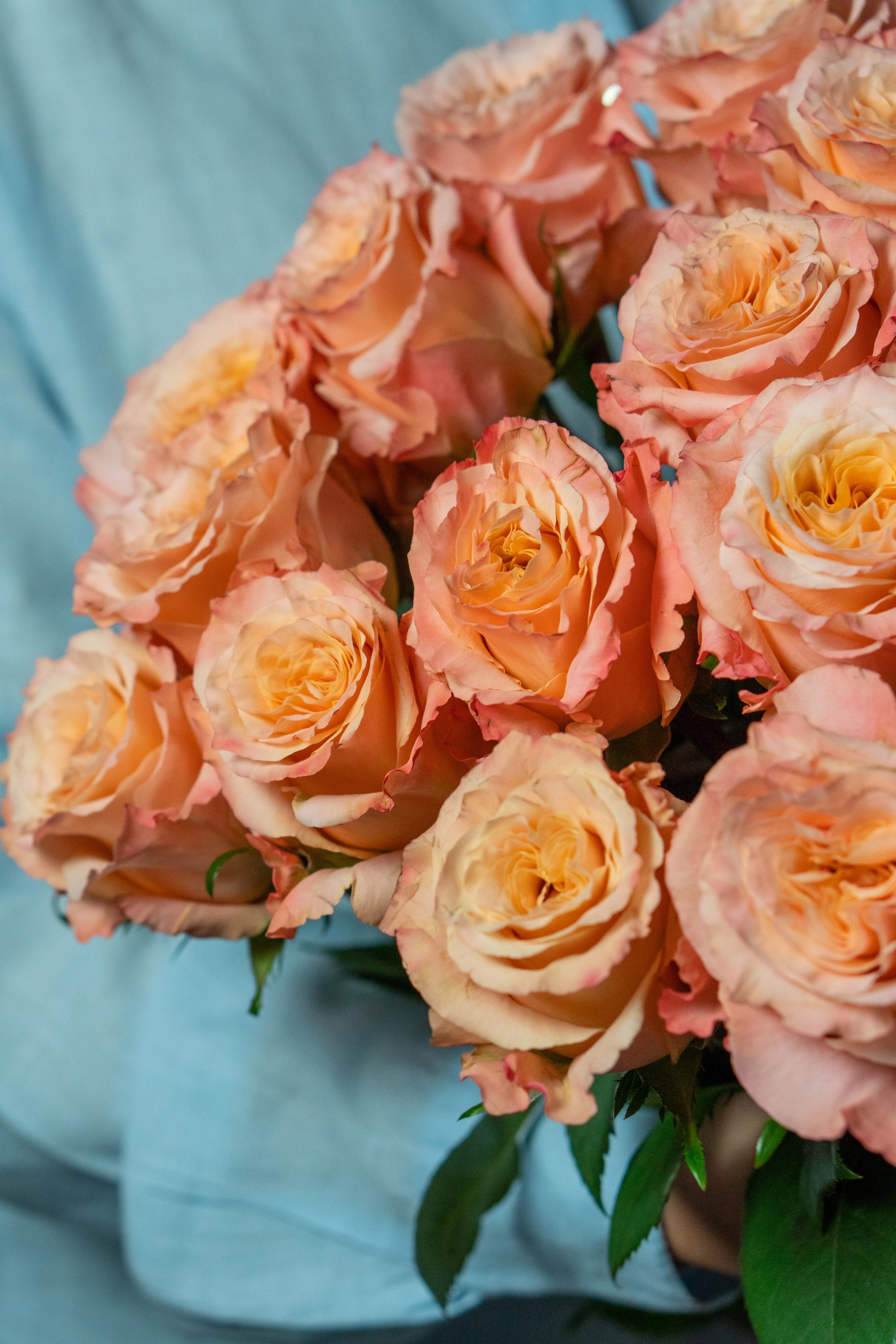 Картинка Роза Шиммер