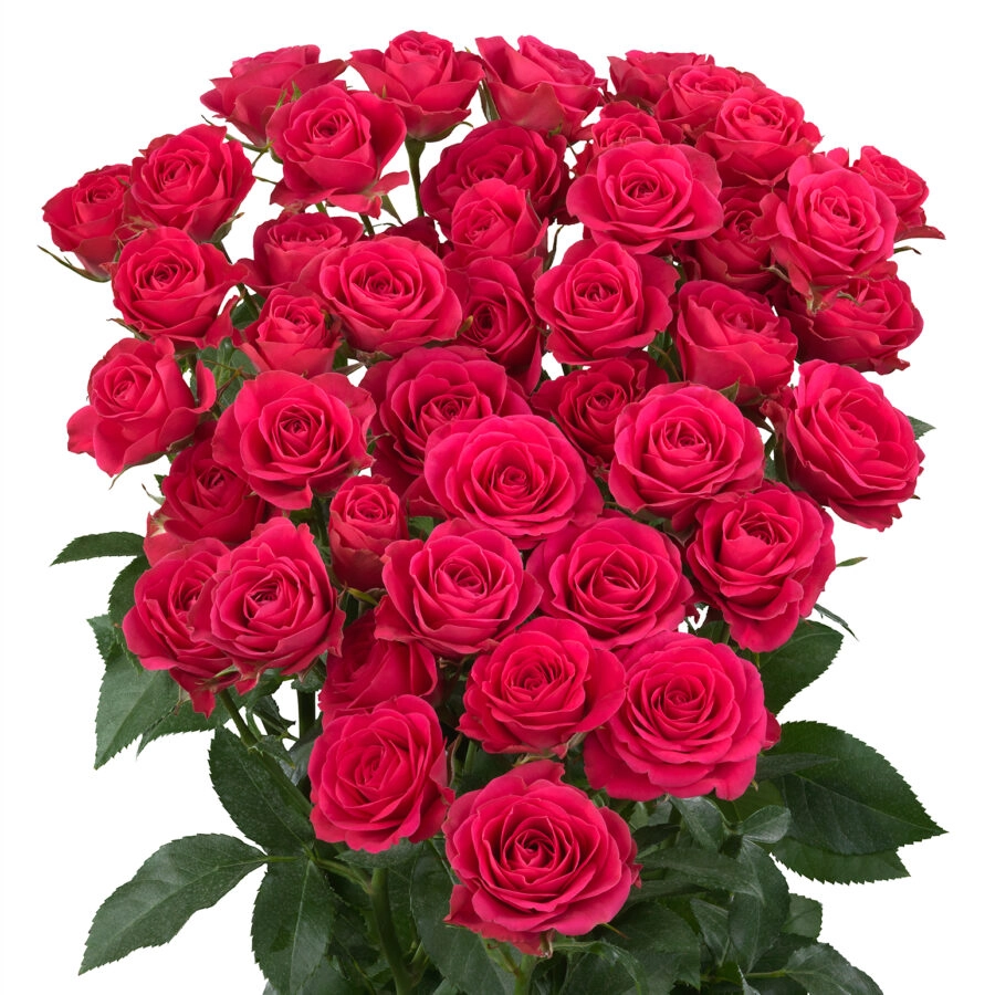 Картинка Роза кустовая Сильвана Кения