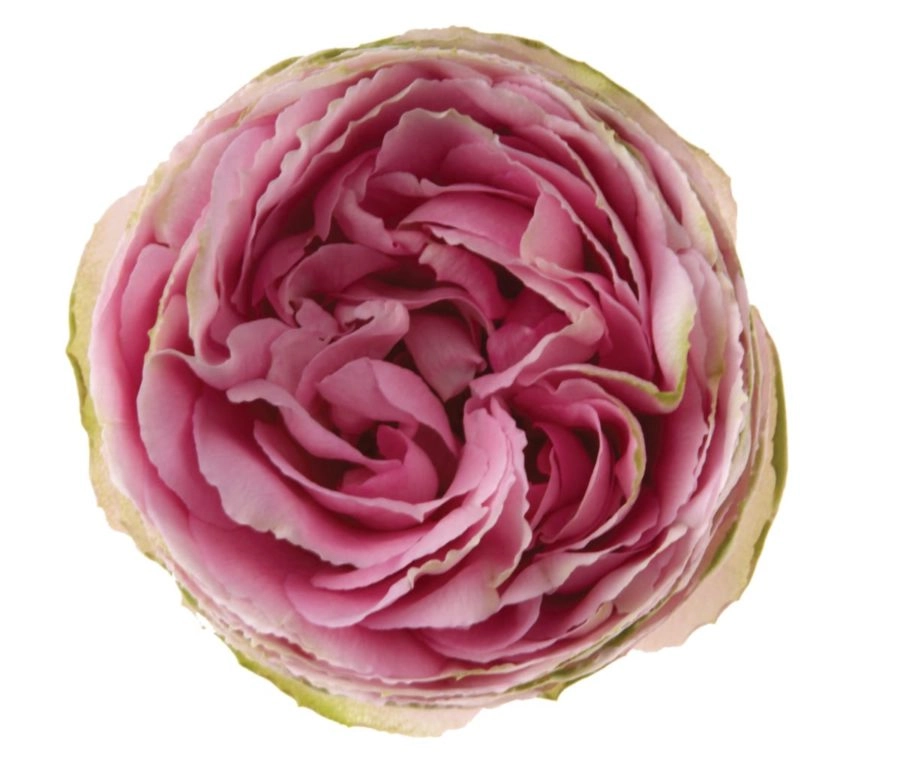 Картинка Роза кустовая Пинк Лейс Кения