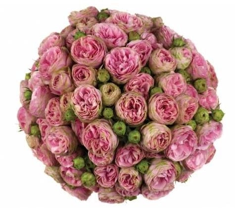 Картинка Роза кустовая Пинк Лейс Кения