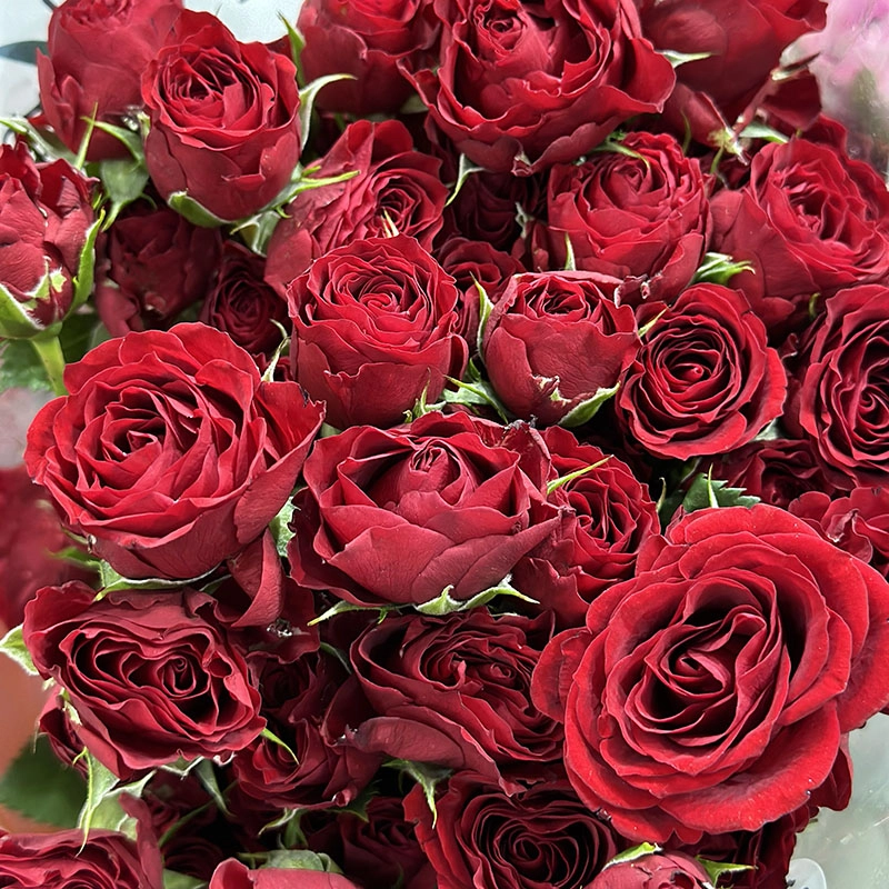 Картинка Роза кустовая Вельвет Блоссом Кения