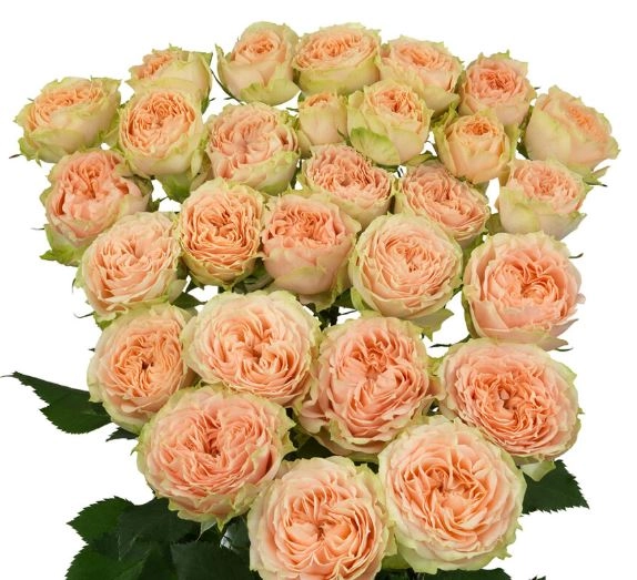 Картинка Роза кустовая Холли Кения