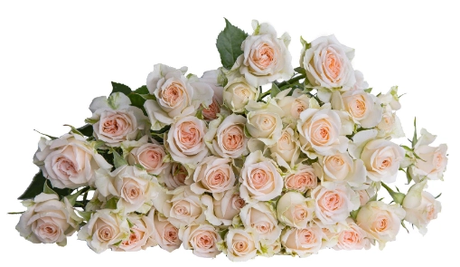 Картинка Роза кустовая Розанелла Кения