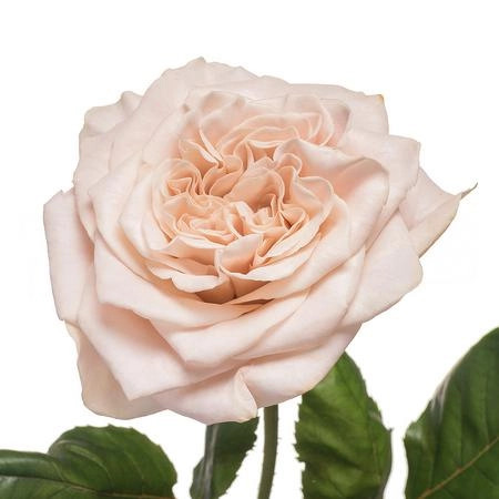 Картинка Роза Вестминстер Эбби