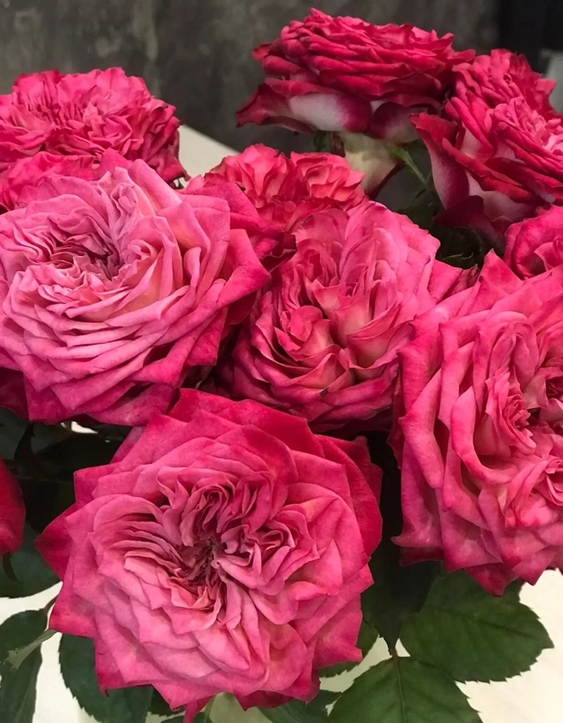 Картинка Роза Шеффилд парк