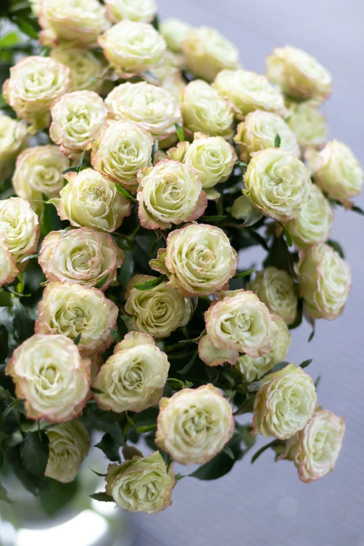 Картинка Роза кустовая Лимузин Кения