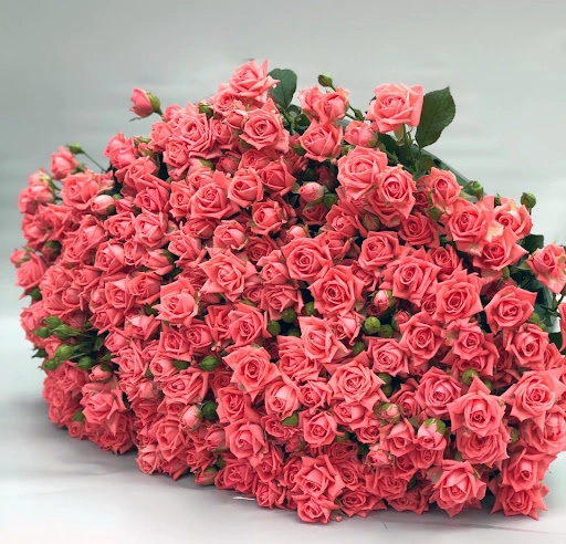 Картинка Роза кустовая Барбадос