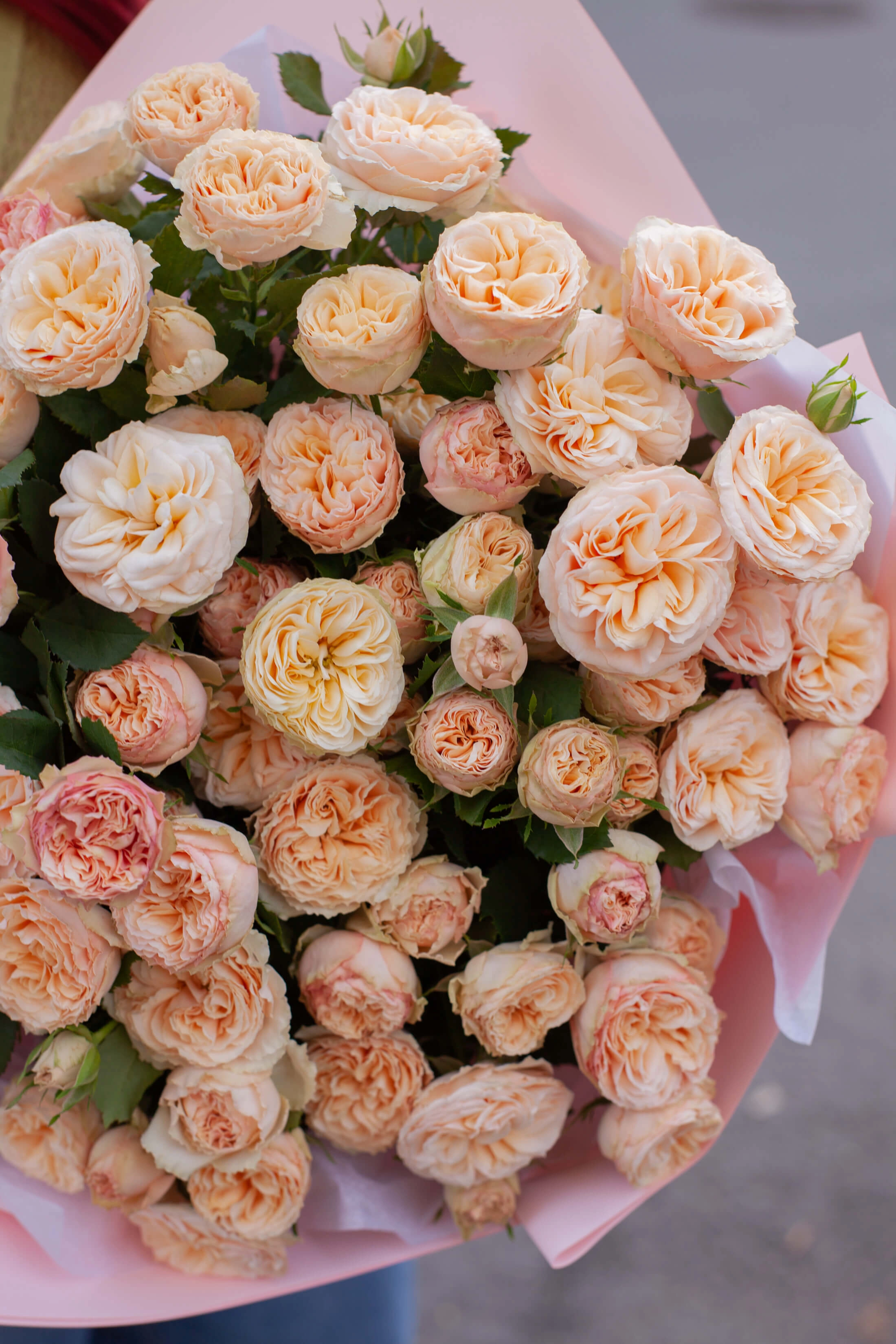 Картинка Роза кустовая Ген Трендсеттер Кения