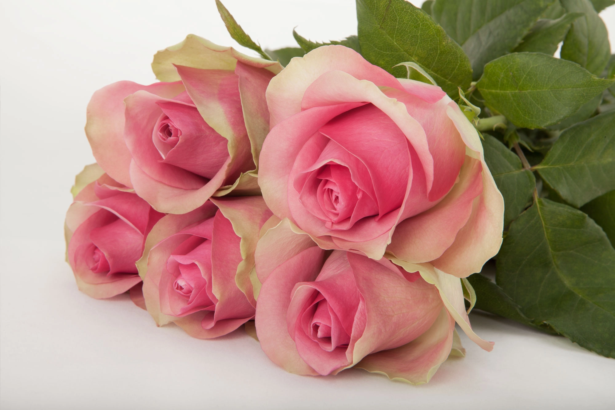 Картинка Роза Белла Вью