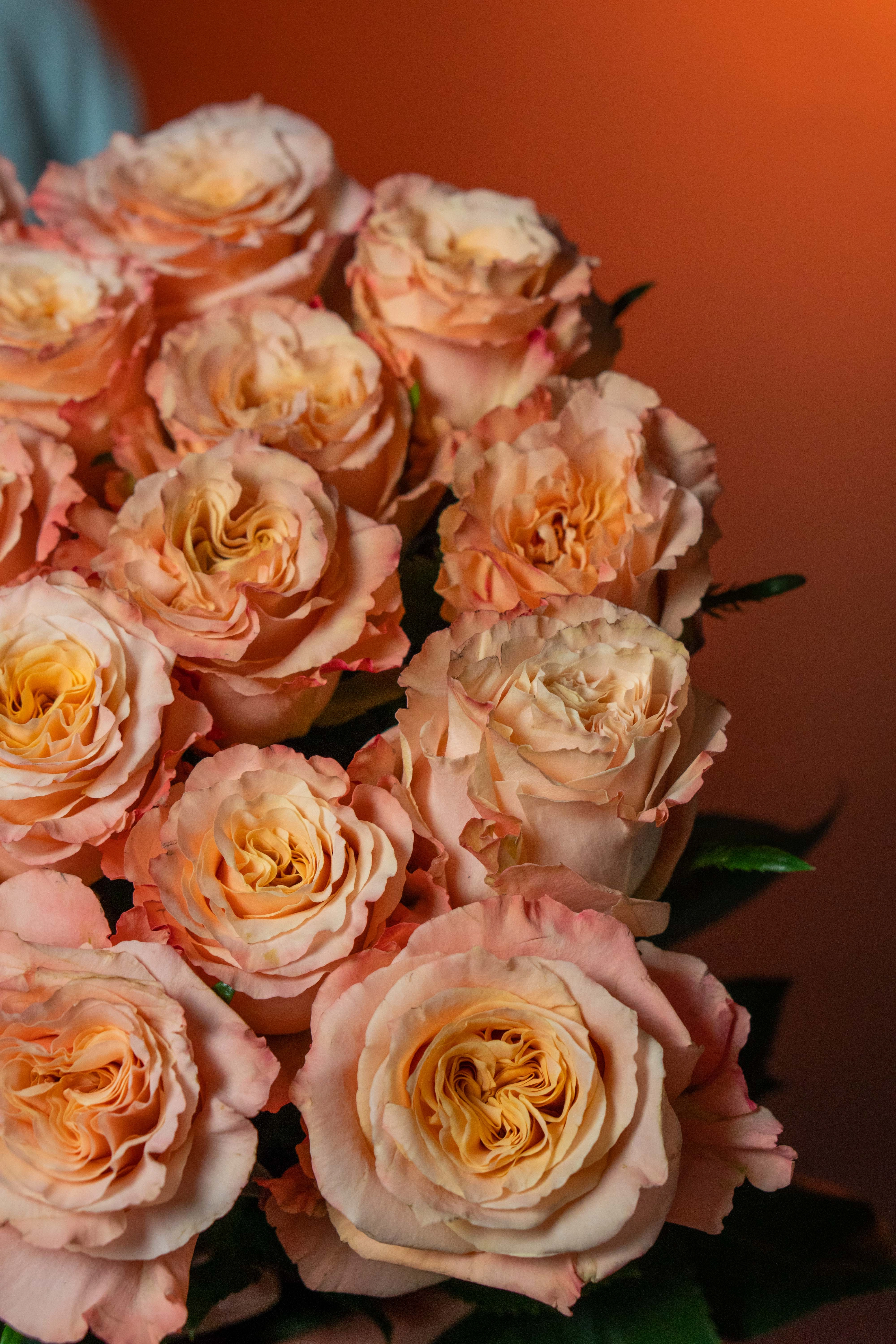 Картинка Роза Шиммер