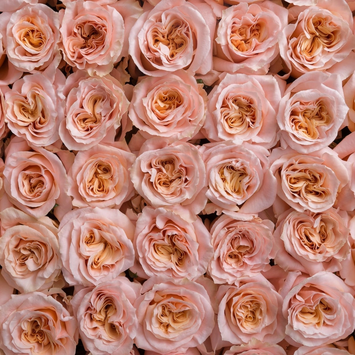 Картинка Роза Шиммер