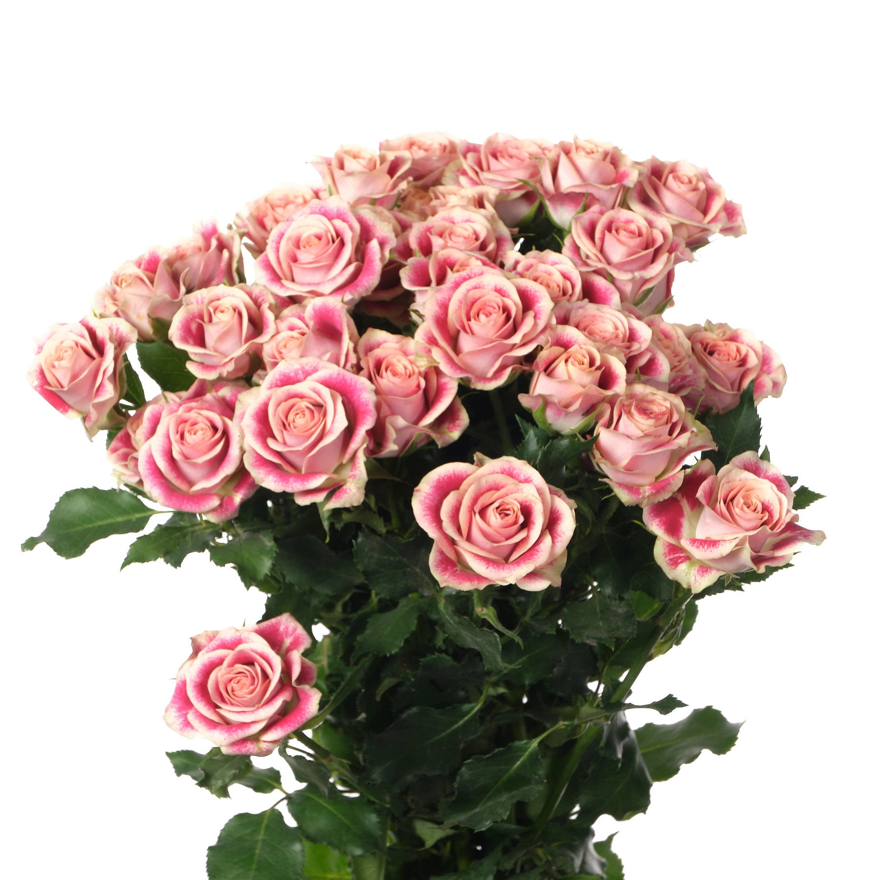 Картинка Роза кустовая Флиндерс Лейн Кения