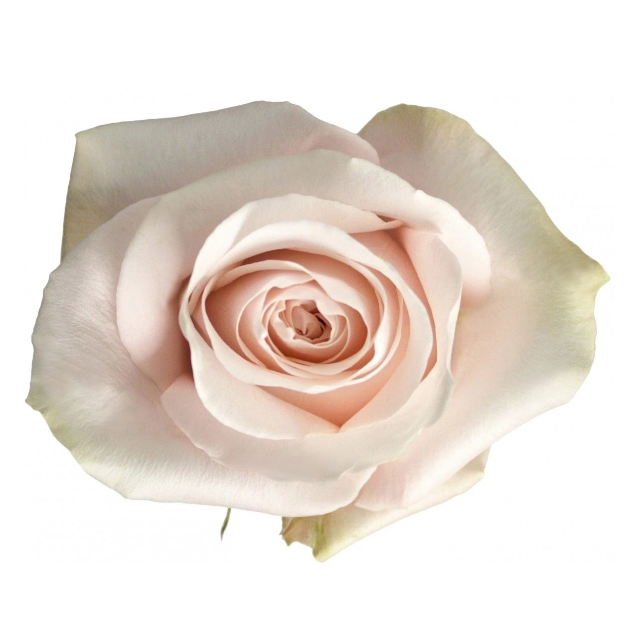 Картинка Роза Помароса