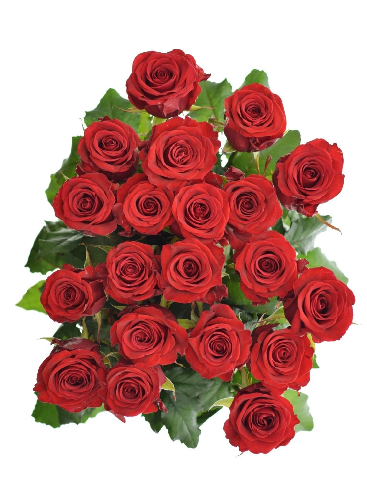 Картинка Роза Ред Игл