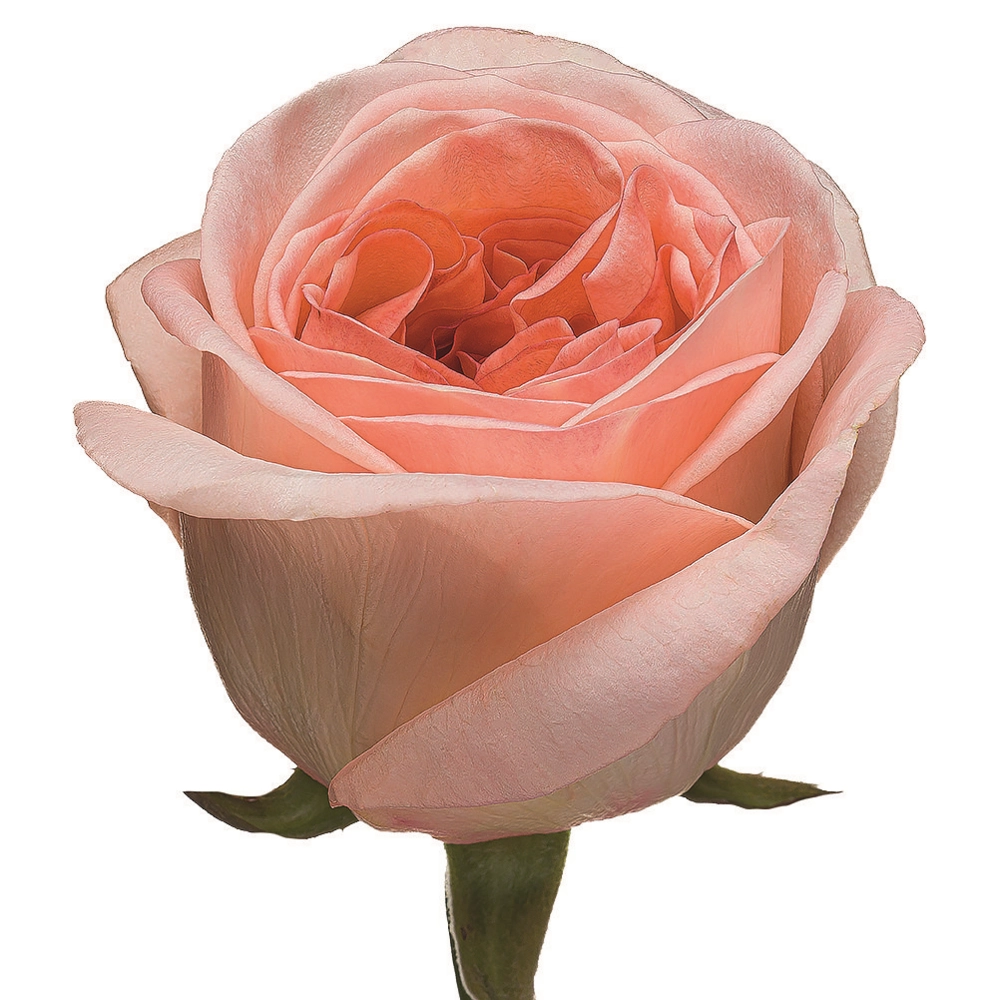 Картинка Роза Лондай Ай