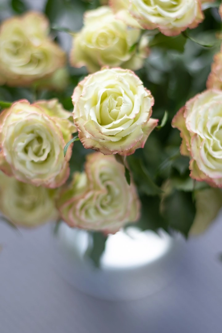 Картинка Роза кустовая Лимузин Кения