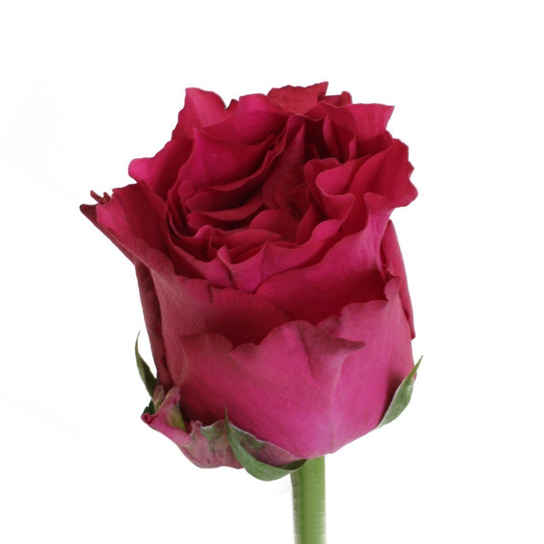 Картинка Роза Лейла