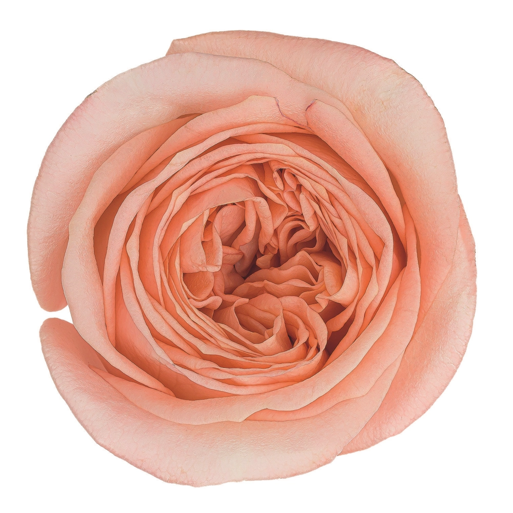 Картинка Роза Лондай Ай