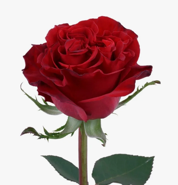 Картинка Роза Хартс