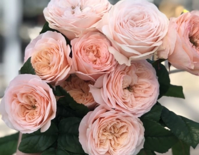 Картинка Роза кустовая Парадис Бич Нидерланды