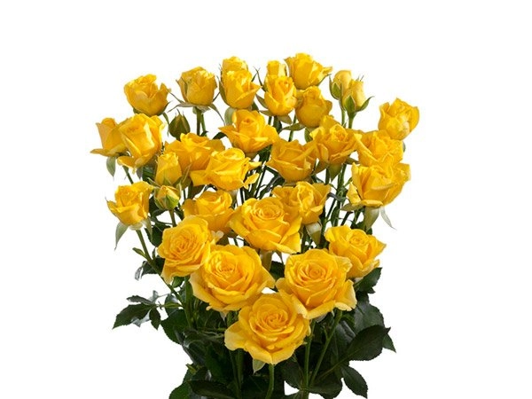 Картинка Роза кустовая Мариса Кения