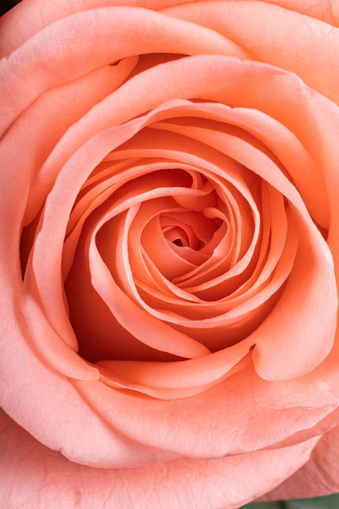 Картинка Роза Лизбет