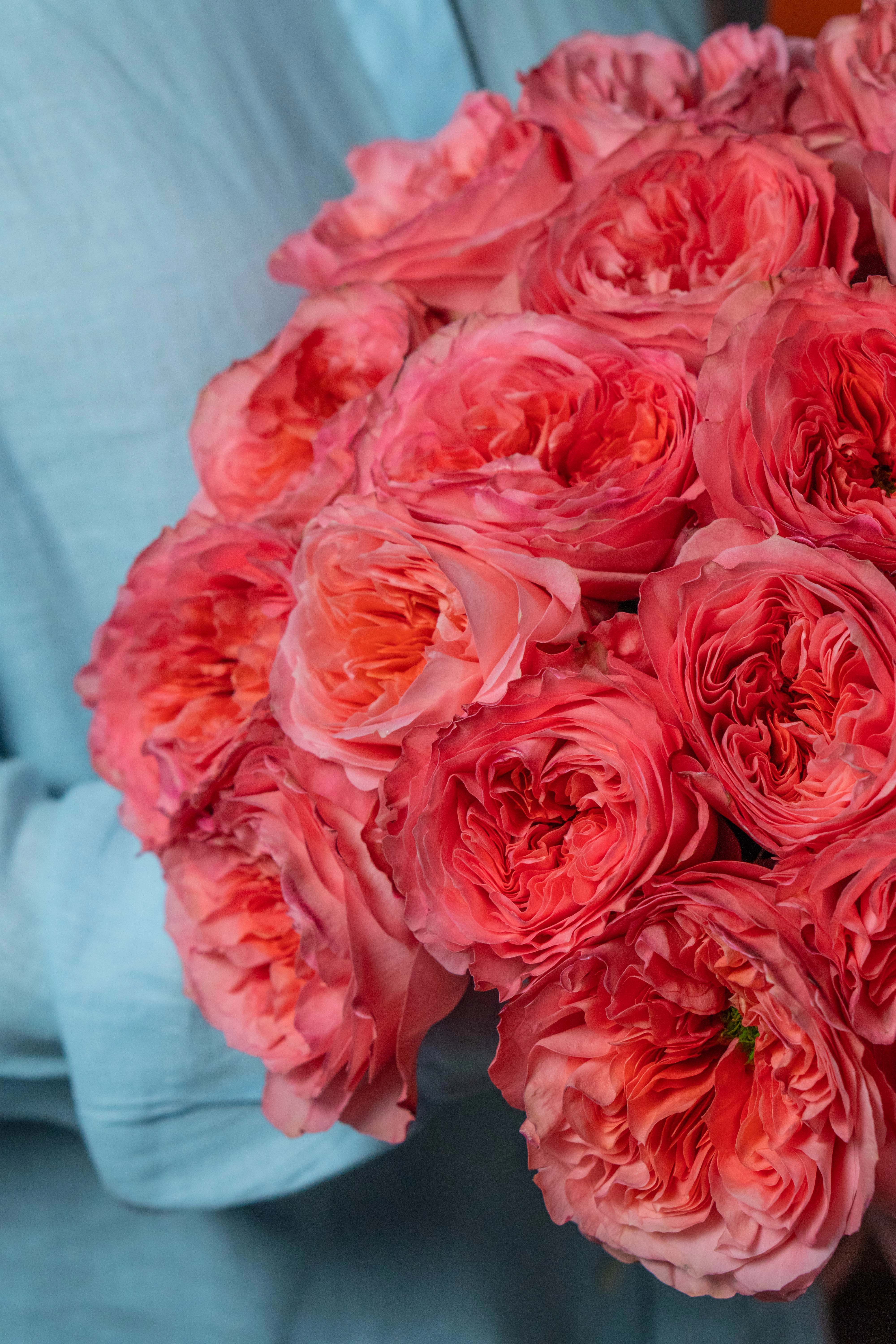 Картинка Роза Кенди Экспрешн