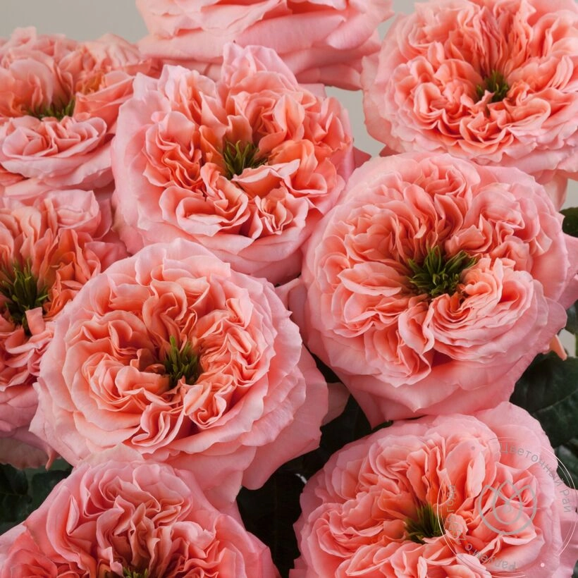 Картинка Роза Мандарин Экспрешн