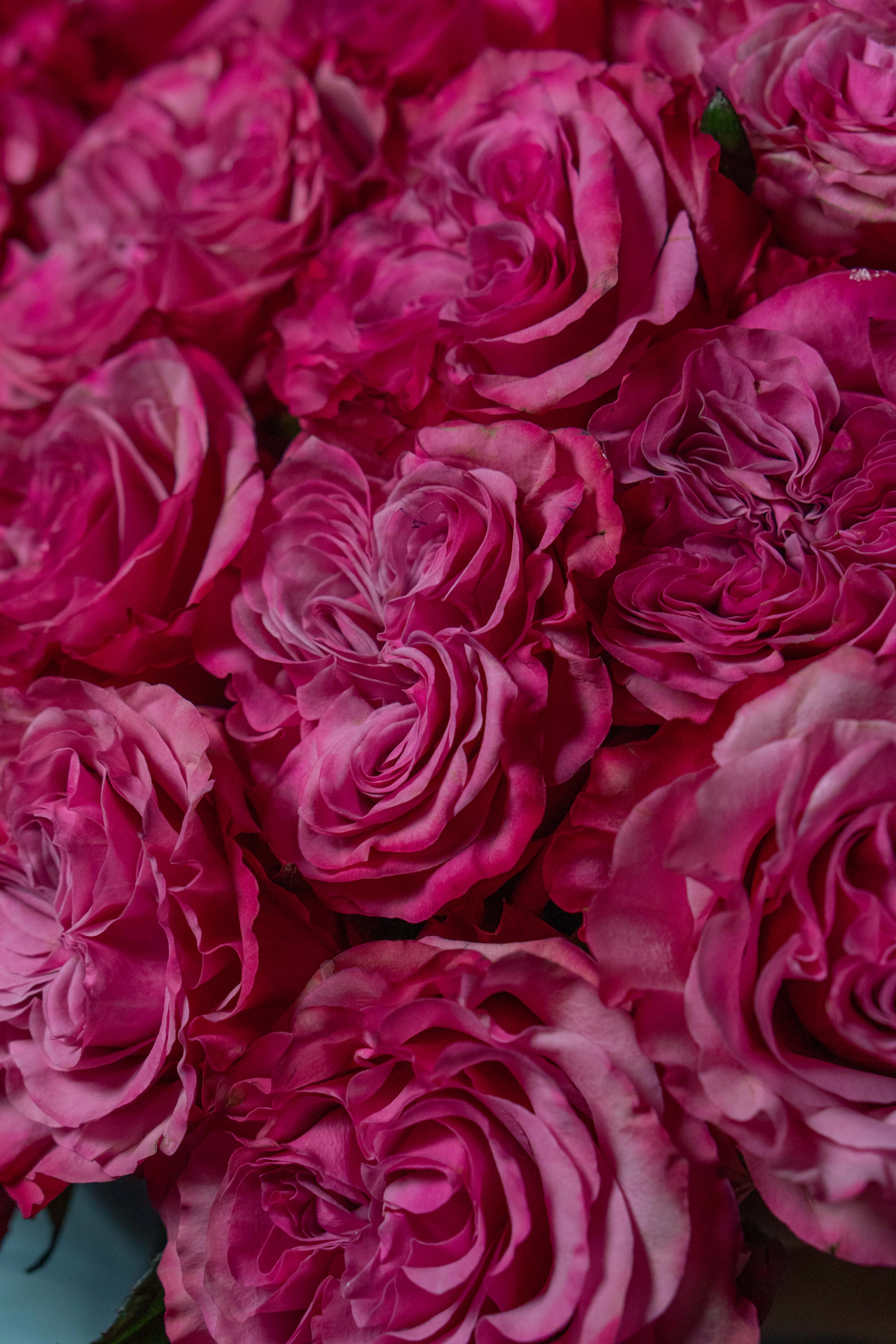 Картинка Роза Кантри блюз