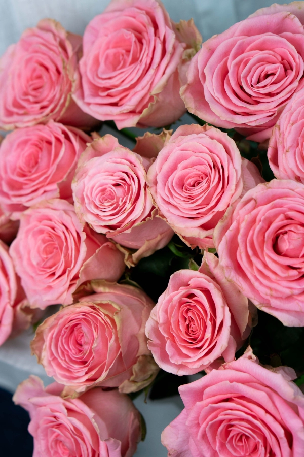 Картинка Букет из 15 роз Софи Лорен 40 см