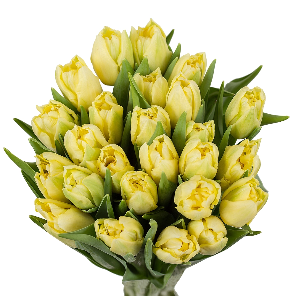 Картинка Тюльпан пионовидный лимонный