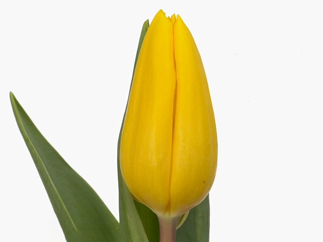 Картинка Тюльпан желтый