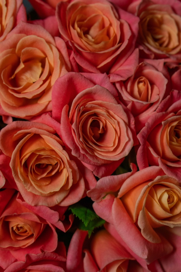 Картинка Букет из 45 роз Мисс Пигги  40 см