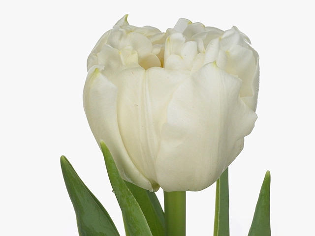 Картинка Тюльпан пионовидный белый