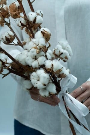 Картинка Букет из 5 веток хлопка "Натура"