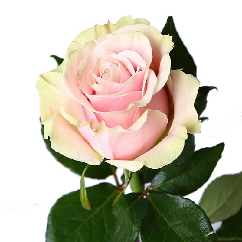 Картинка Роза пинк Мондиаль