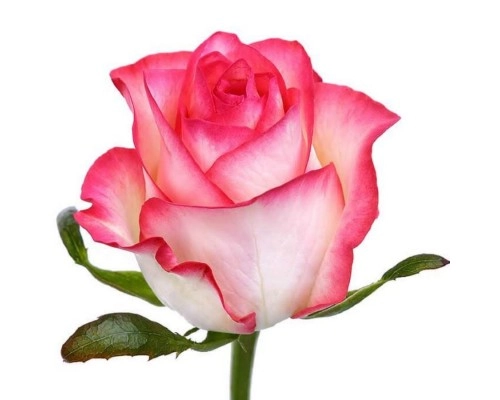 Картинка Роза Джумилия