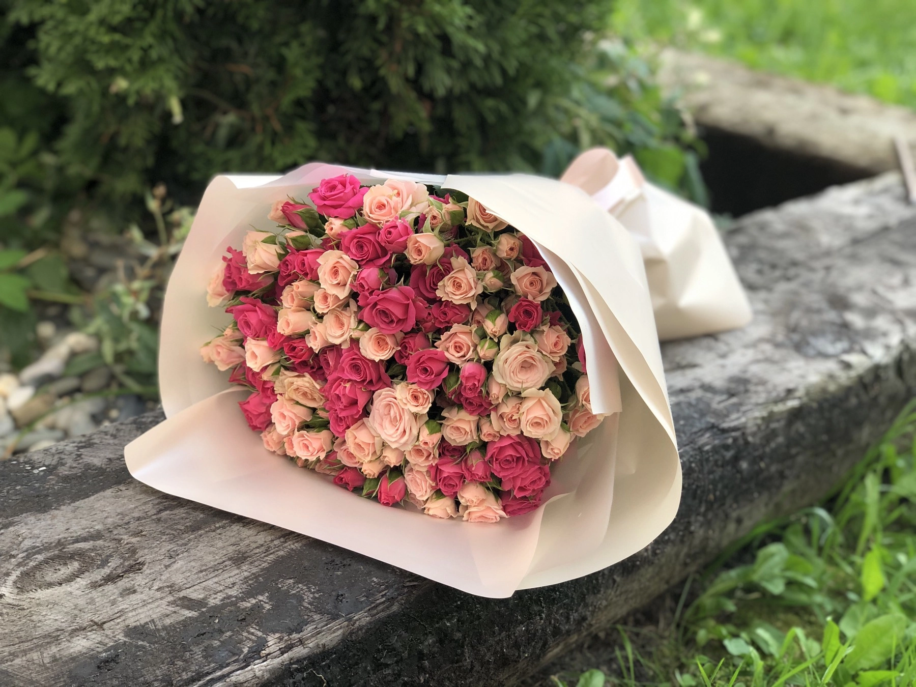 Картинка Букет из 25 кустовых роз "Мисти" 50 см