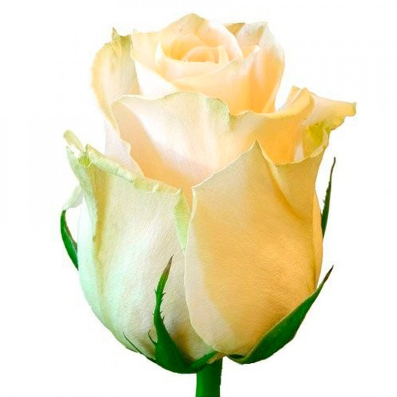 Картинка Роза Аваланж Пич  Беларусь