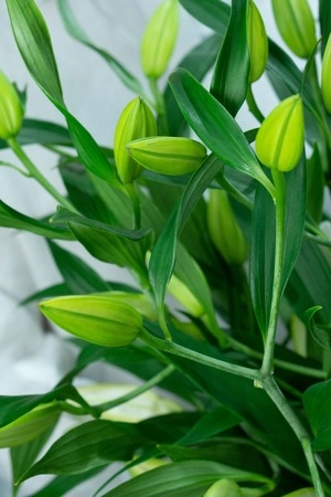 Картинка Букет из лилий "Облако"