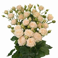 Картинка Роза кустовая Таня Кения